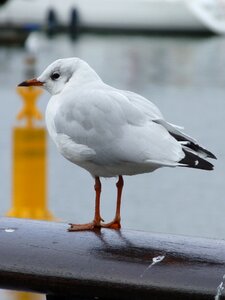 Animal seevogel port photo