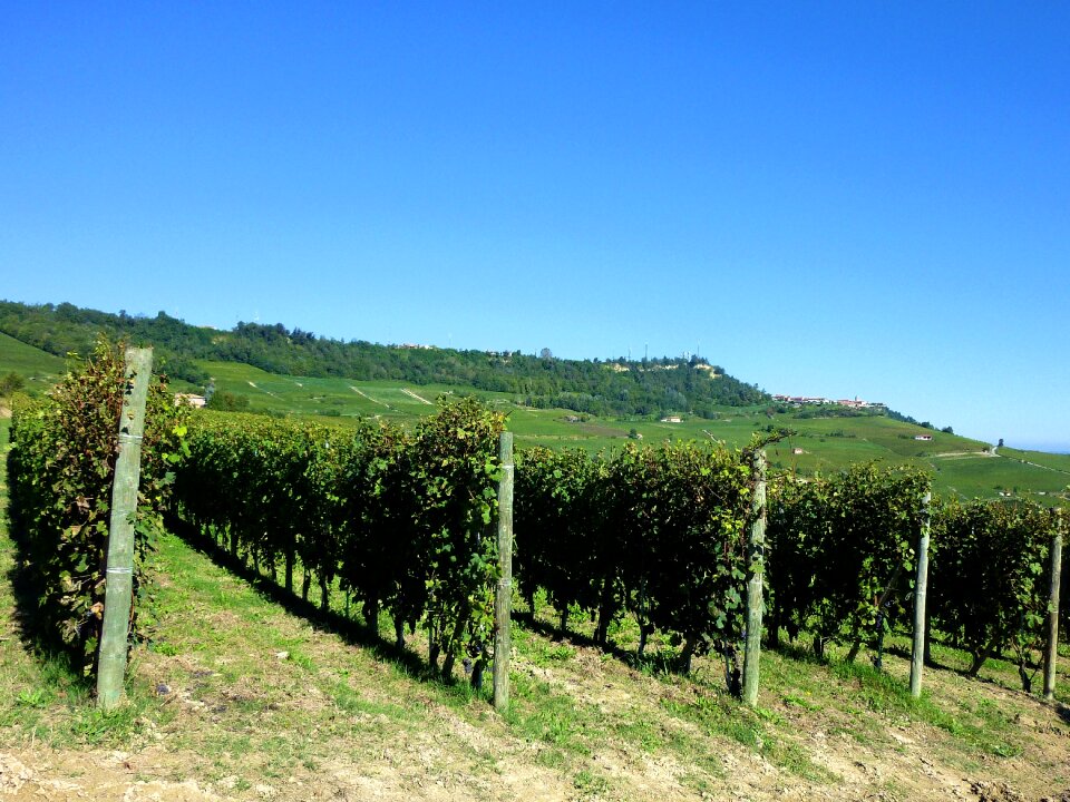 Barolo agriculture piemonte