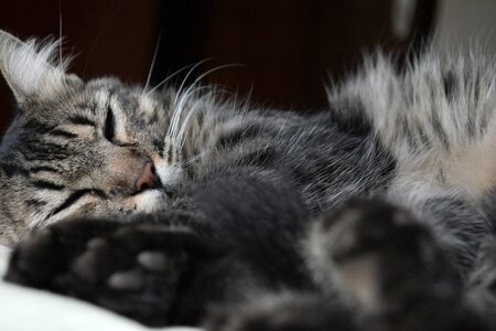 Cat kitten sleeping photo