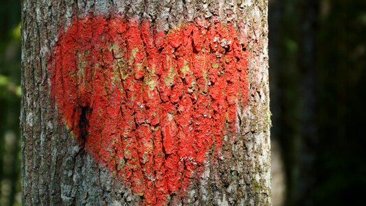 Heart tree love photo