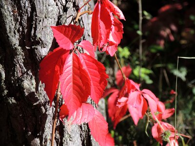 Autumn tribe leaves