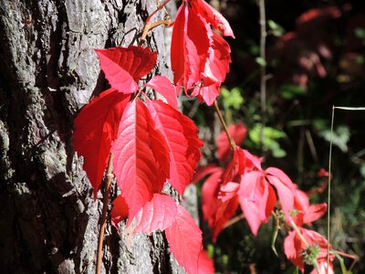 Autumn tribe leaves photo