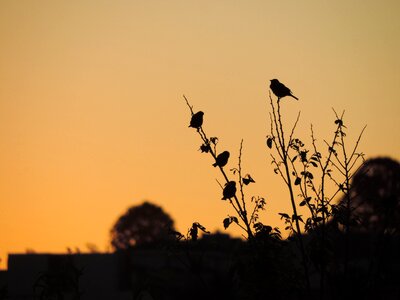 Birds eventide twilight