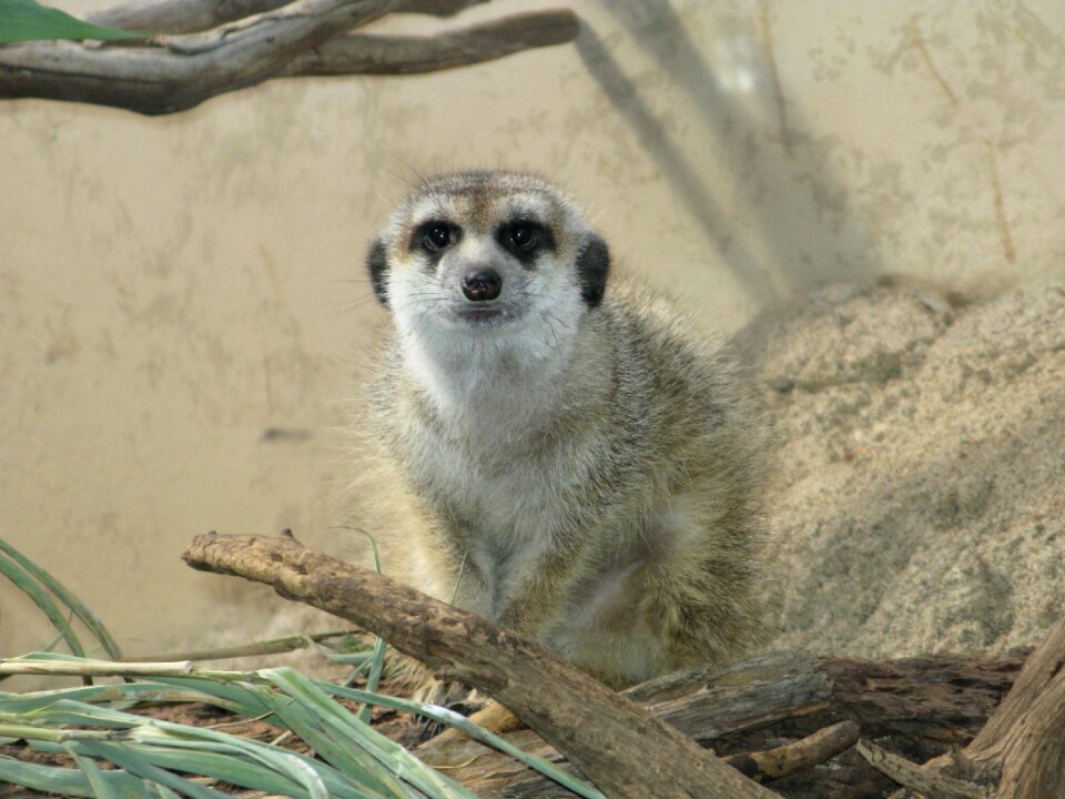 Cute zoo creature