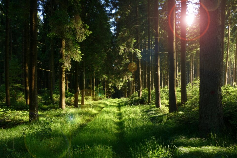 Sunset sunrise nature