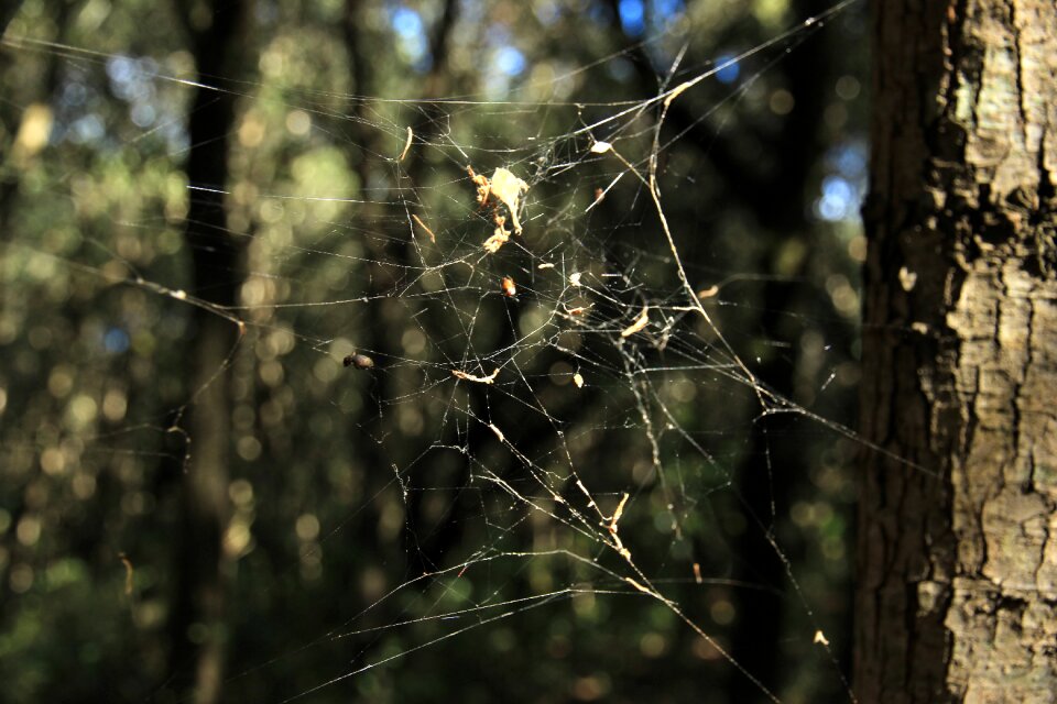 Autumn forest spider