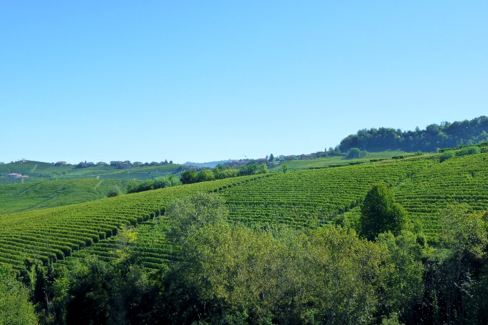Vines agriculture piemonte