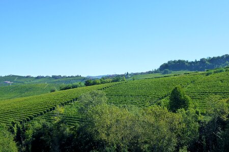Vines agriculture piemonte