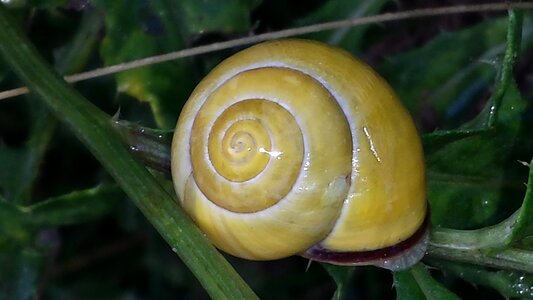 Shell yellow reptile