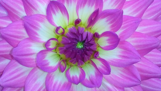 Nature blossom bloom