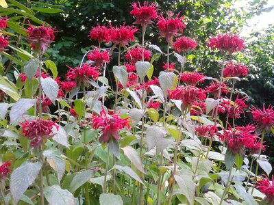 Red fill flower richness