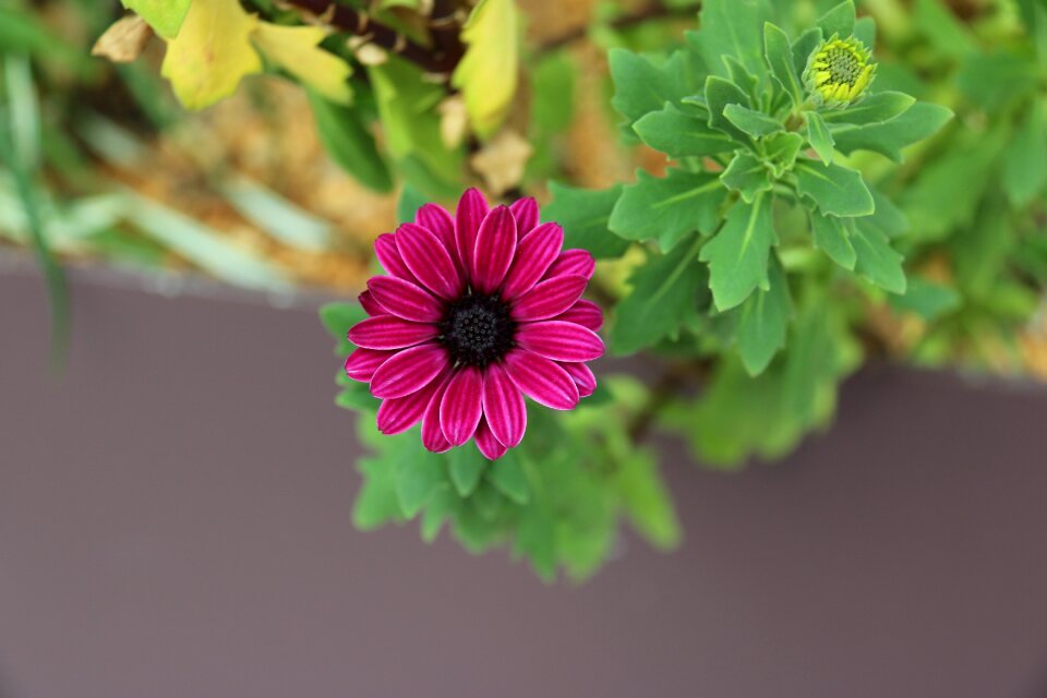 Beauty floral plant