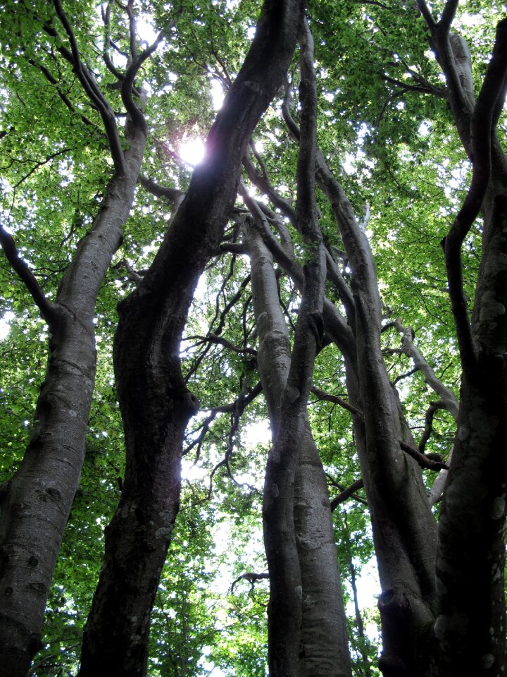 Trunk nature wood bark