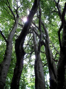 Trunk nature wood bark