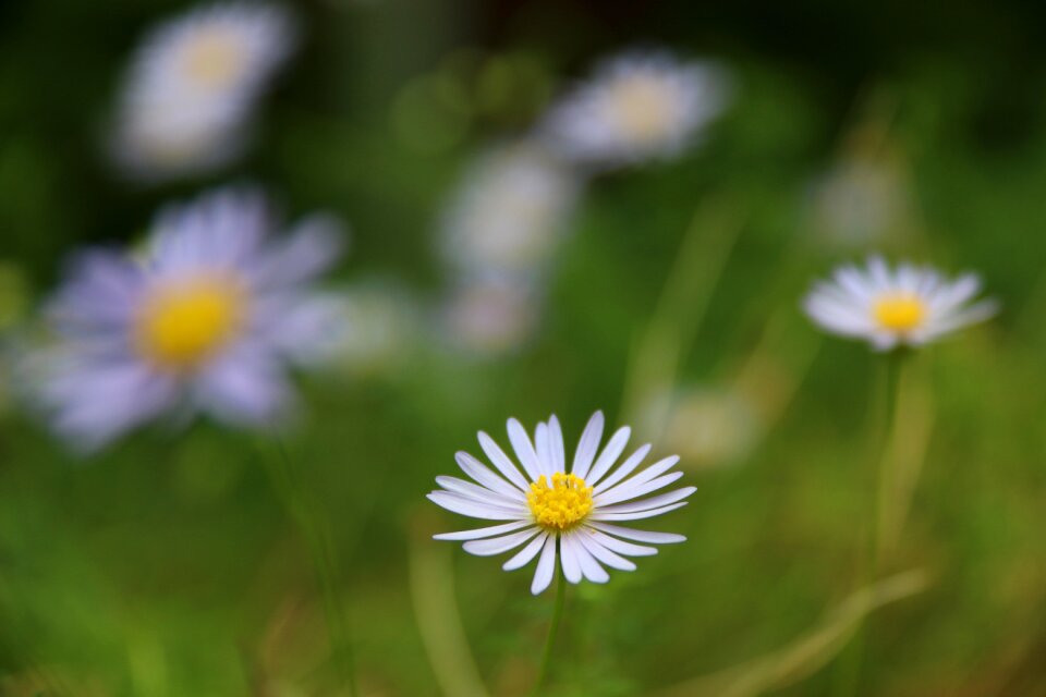 Spring beauty floral