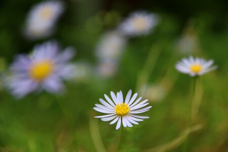 Spring beauty floral