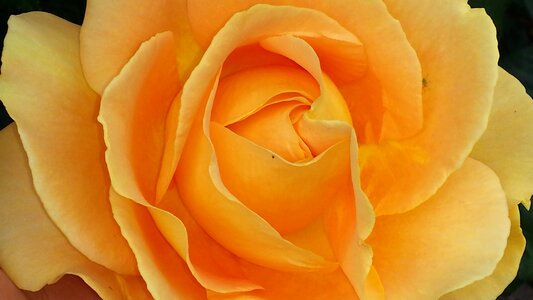Blossom bloom rose bloom