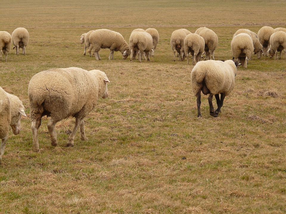 Herd animal pasture animals