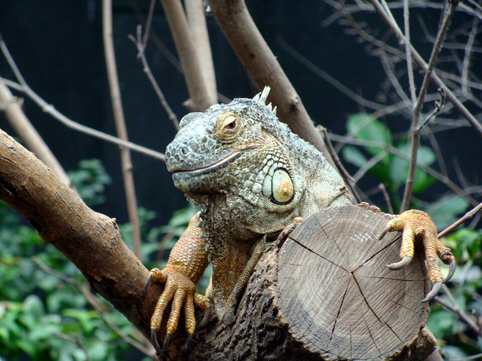 Animals zoo vincennes