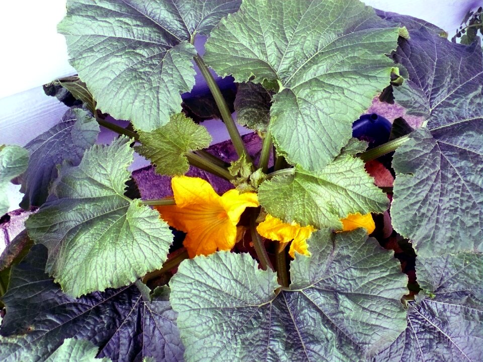 Food gardening organic
