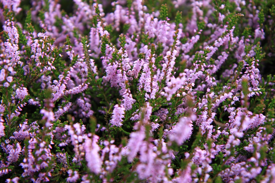 Detail erica flora
