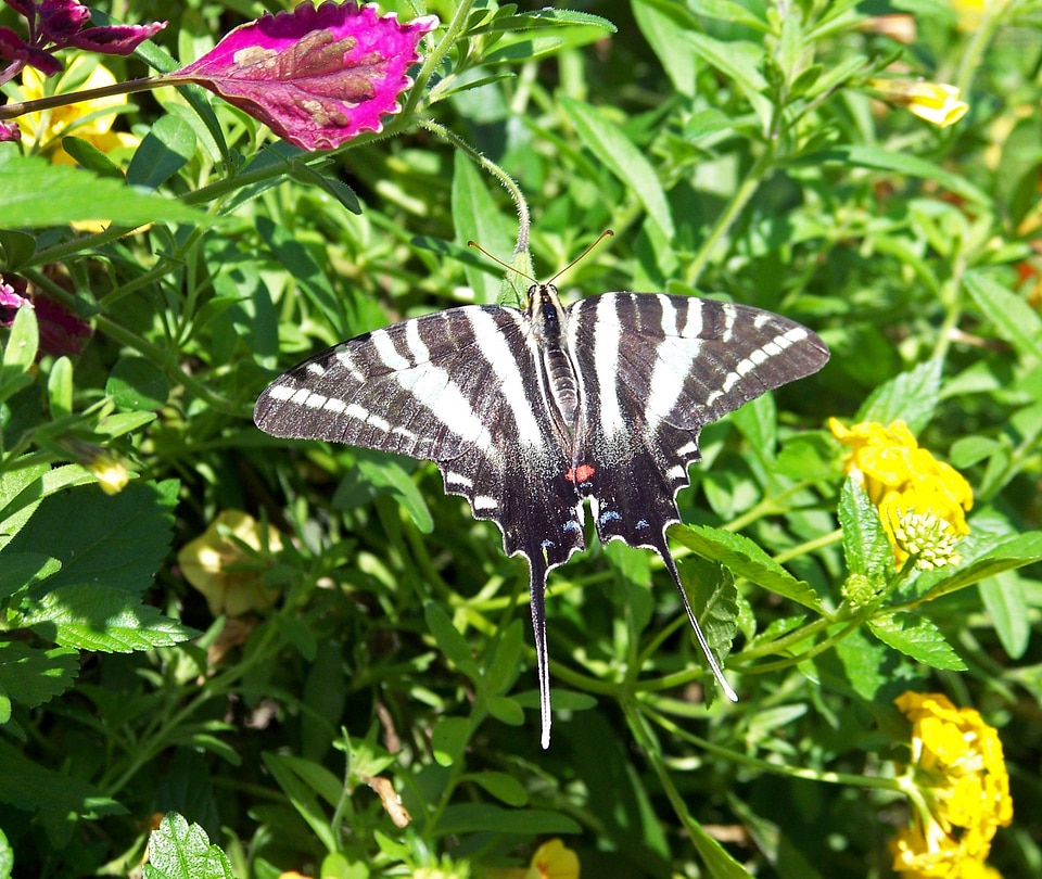 Flying insect sail swallowtail