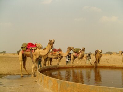 Camel india kuri photo