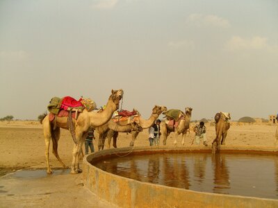 Camel india kuri