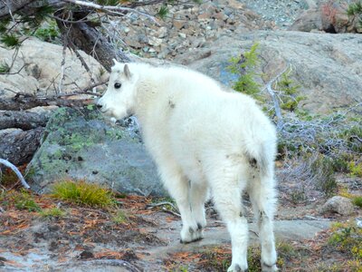 Goat mountain nature photo