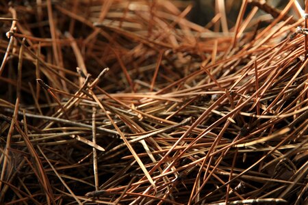 Needles autumn forest floor