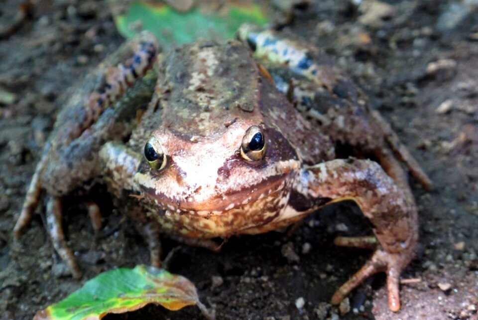 Forest undergrowth animal