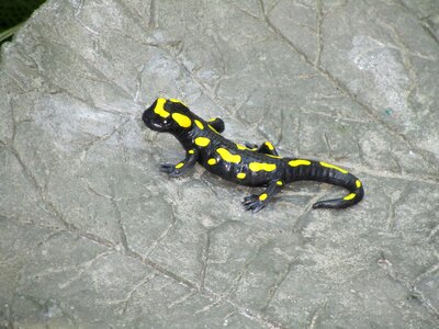 Animal lizard rock