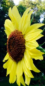 Bloom yellow wet