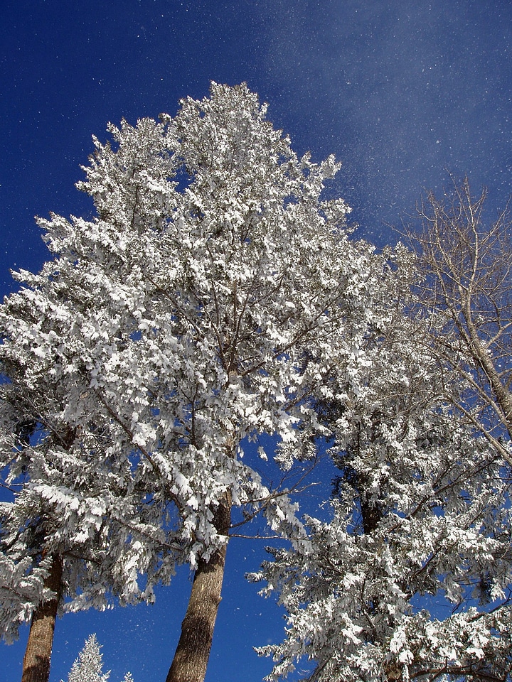 Winter nature season