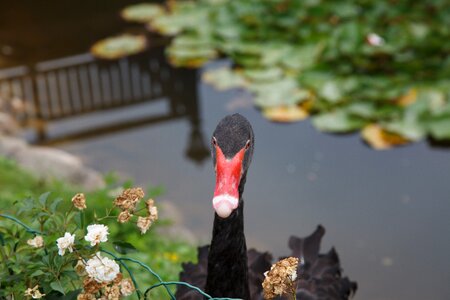 Black swan swan animals