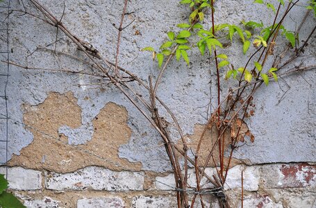 Leaves green facade