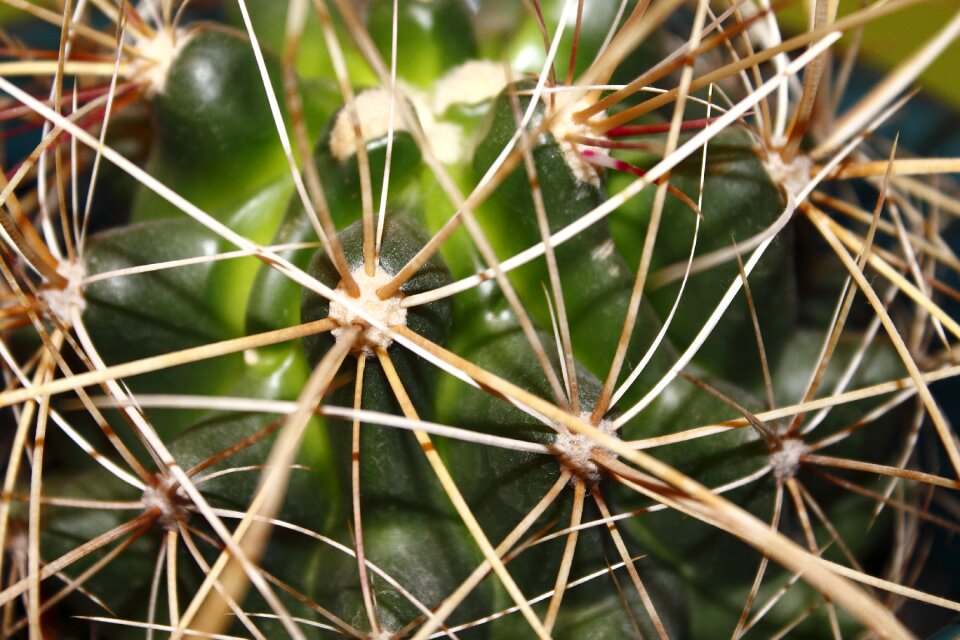Thorns nature close up