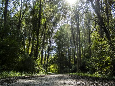 Forest road mystic light and shadow photo