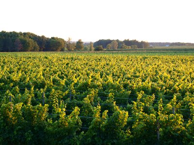 Wine agriculture rural photo