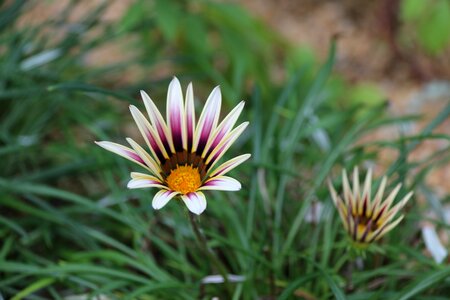 Spring beauty floral