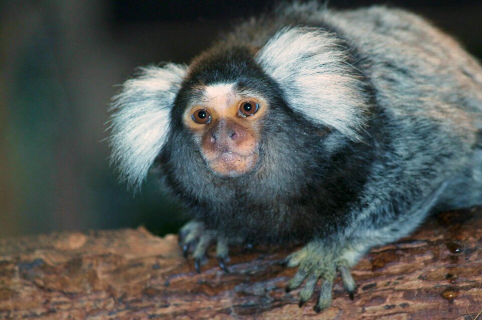 Animal fauna animal world