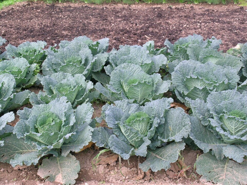 Verze garden vegetables