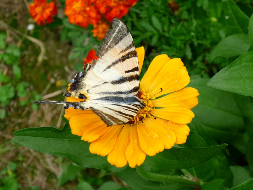 Close up flower animal