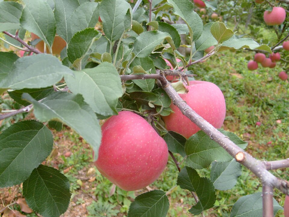 Apple orchard autumn