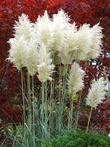Fluffy airy grass