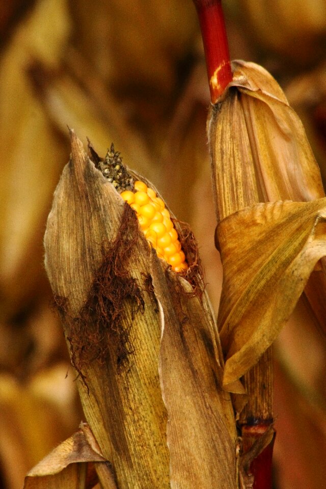 Grain field harvest