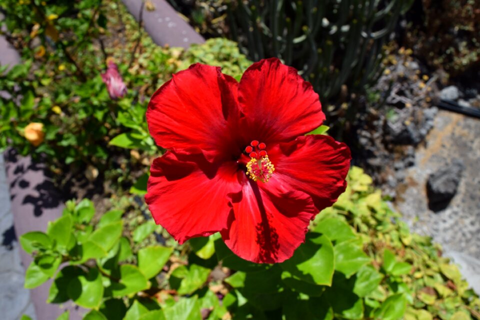 Blossom bloom flower