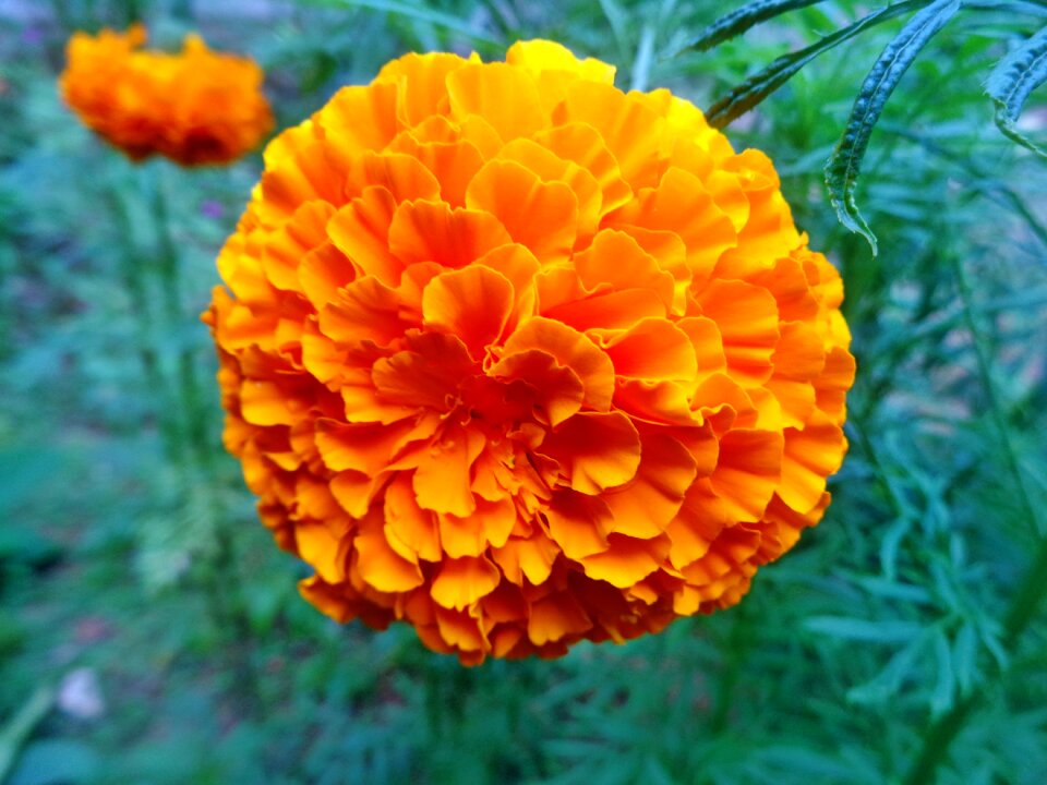 Plant yellow nature