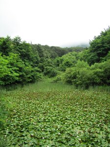 Lotus leaf lotus pond