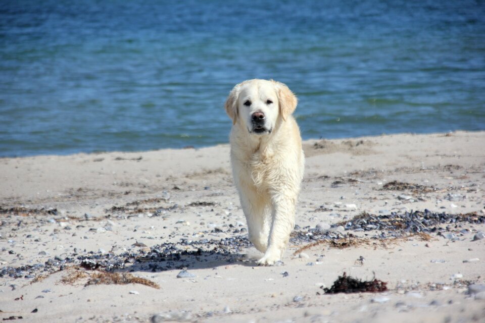 Beach retriever animal portrait